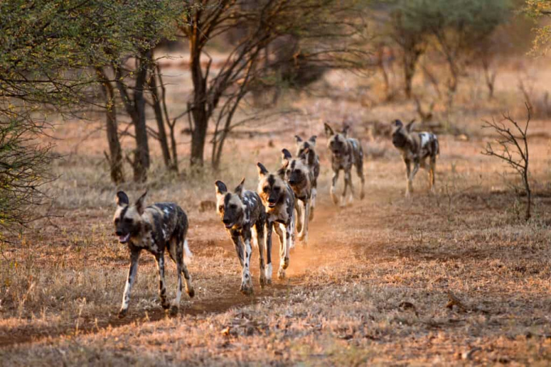 Se en stolt bavian orädd konfrontera ett gäng vilda hundar som letar efter problem