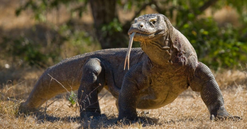   Kas Komodo draakonid on mürgised või ohtlikud
