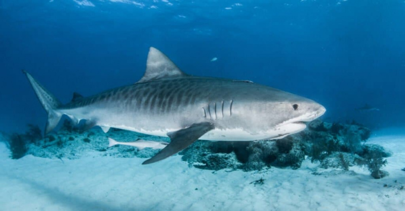   Највећа тиграста ајкула - тиграста ајкула's distinctive feature