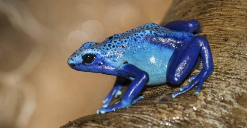   En Renkli Hayvanlar: Mavi Dart Kurbağası