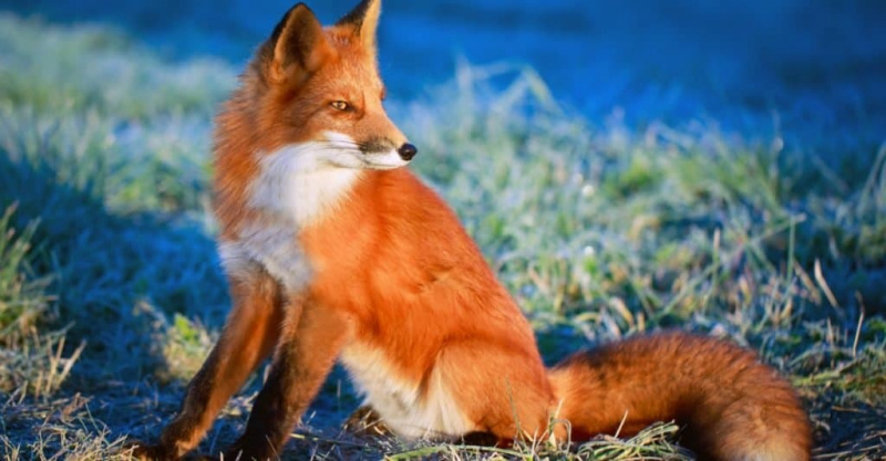   Divje pasme psov: rdeča lisica