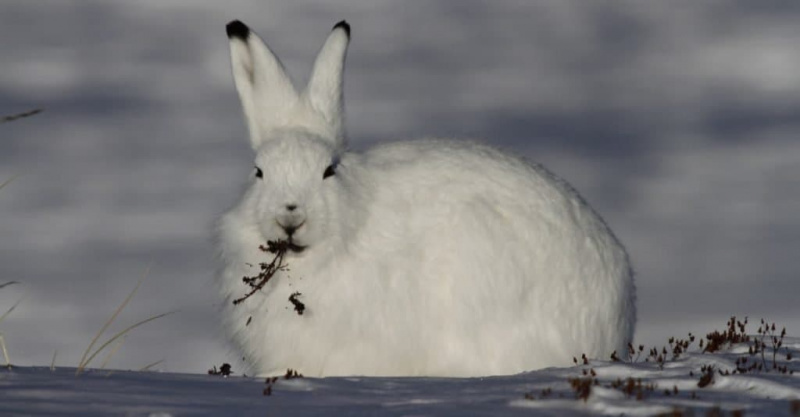   Živali s kamuflažo: arktični zajec