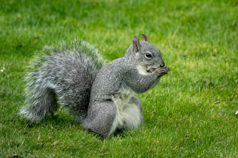   Vakarinė pilka voverė, vidurinis rėmas, atsukta į dešinę ketera letenomis burnoje, žalioje žolėje su