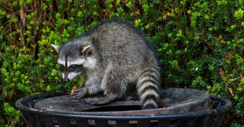   Raccoon eat - makan sampah