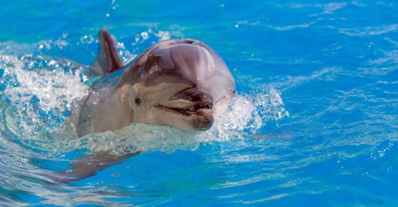   ikan lumba-lumba hidung botol berenang di dalam air