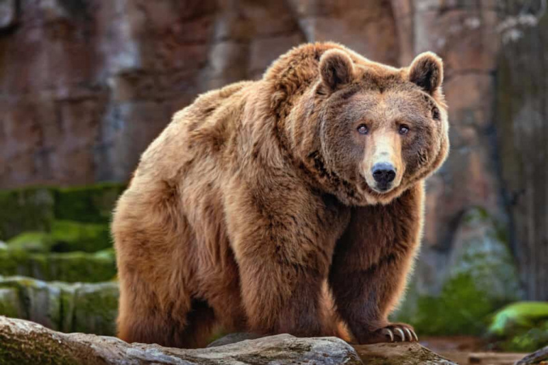   Brązowy niedźwiedź grizzly pośrodku kadru wpatruje się w kamerę. Na lewej łapie niedźwiedzia, która spoczywa na skale, widoczne są cztery duże pazury. Tło to nieostre wychodnie skalne z zielonymi akcentami widocznymi po prawej i lewej stronie grizzly, dolnej klatki.
