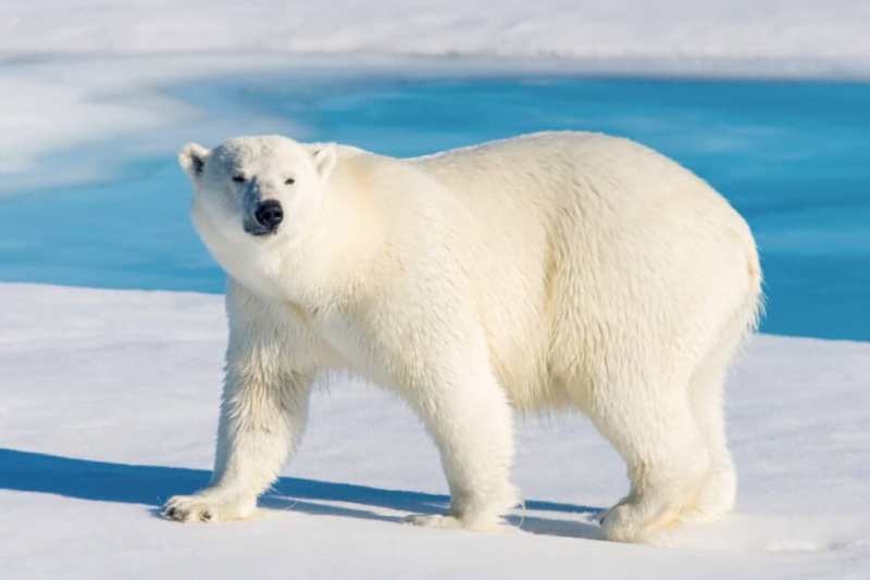   Веома бели поларни медвед, стоји на леденој плохи, окренут лево, али гледа право испред себе. Његова сенка се шири према левом оквиру. Иза медведа се види базен-плава вода.