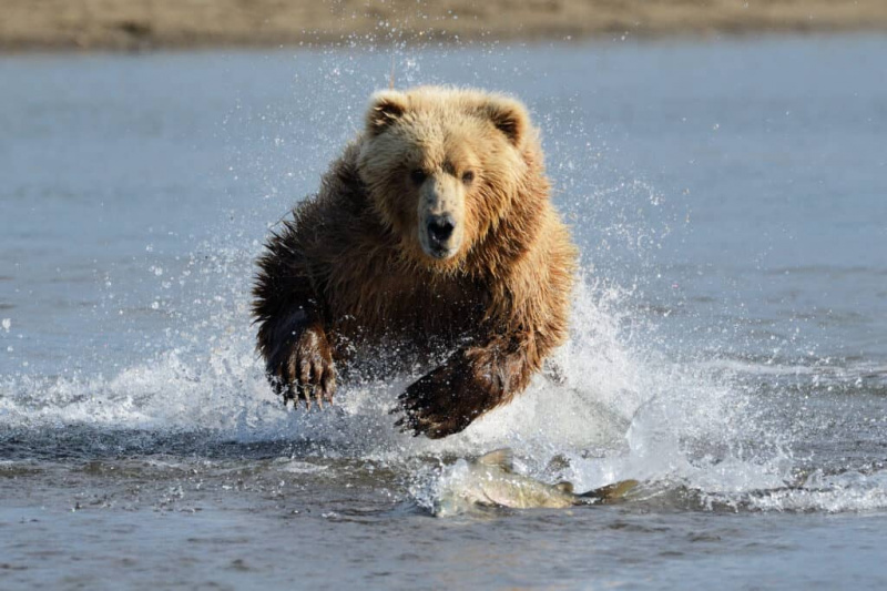   Medveď hnedý grizly, ktorý ním preteká, chŕli vodu.