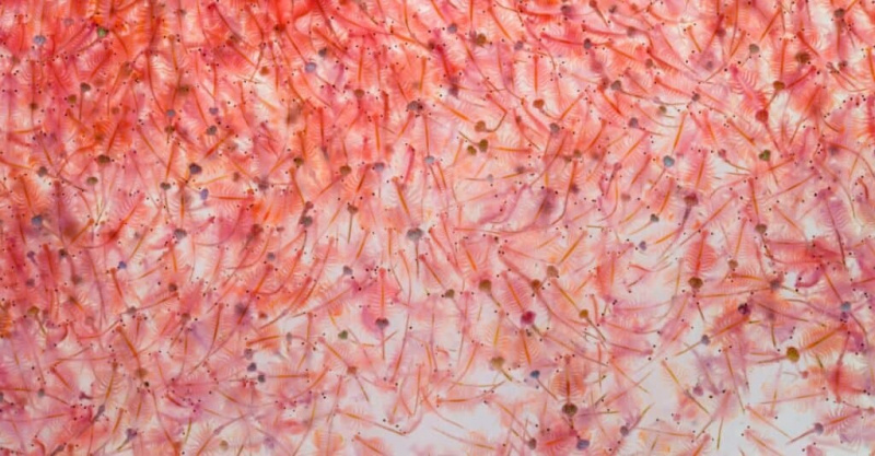   Mida mereahvid söövad – soolvees krevettide kollektsioon