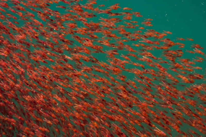   homaari krill sülem merevees