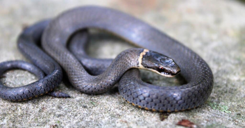   Прстенаста змија (Диадопхис пунцтатус)
