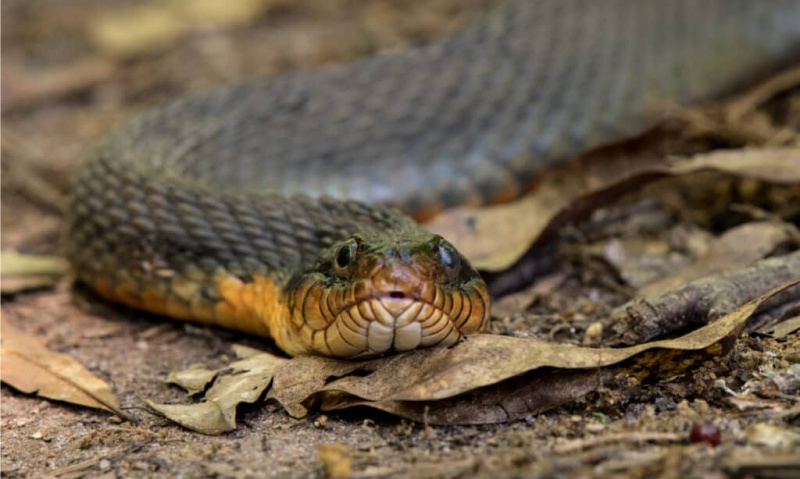   Plain-Bellied Water Snake – geltona pilvo vandens gyvatė