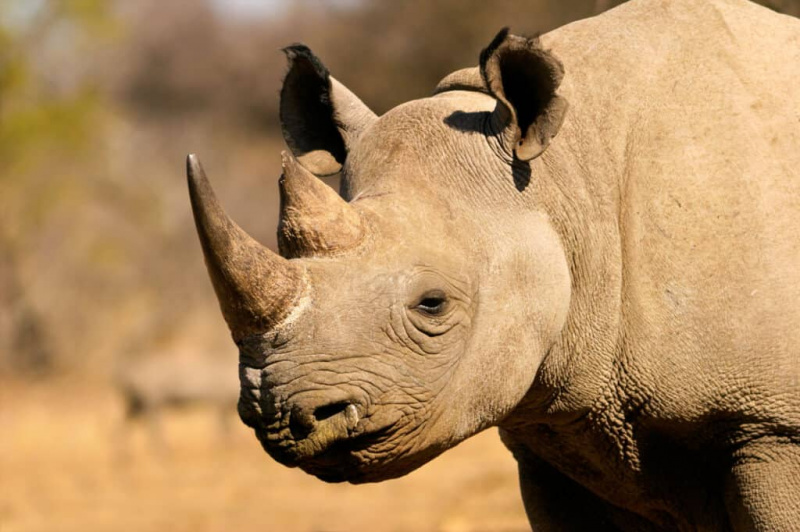   Zahodni črni nosorog