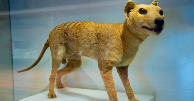   Tasmanski tiger, plišasta žival v muzeju.