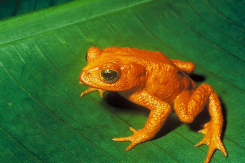   Златна жаба