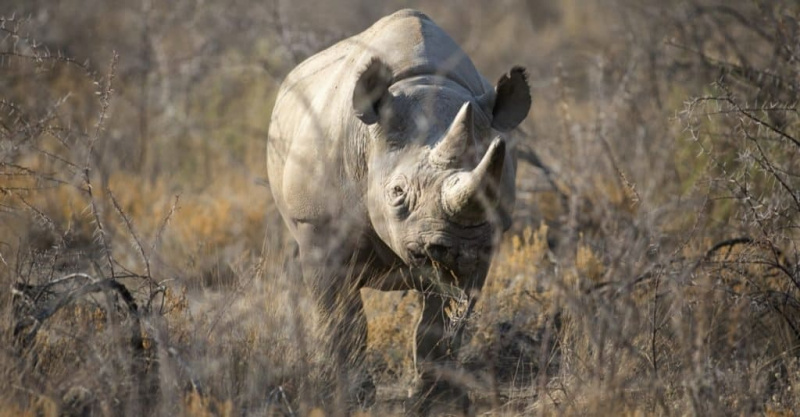   Izumrle živali: zahodnoafriški črni nosorog