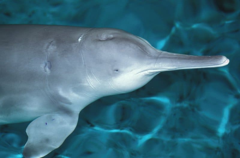   Kitajski rečni delfin