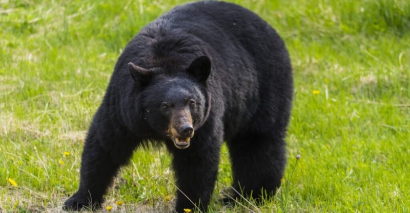   Популација црног медведа по државама