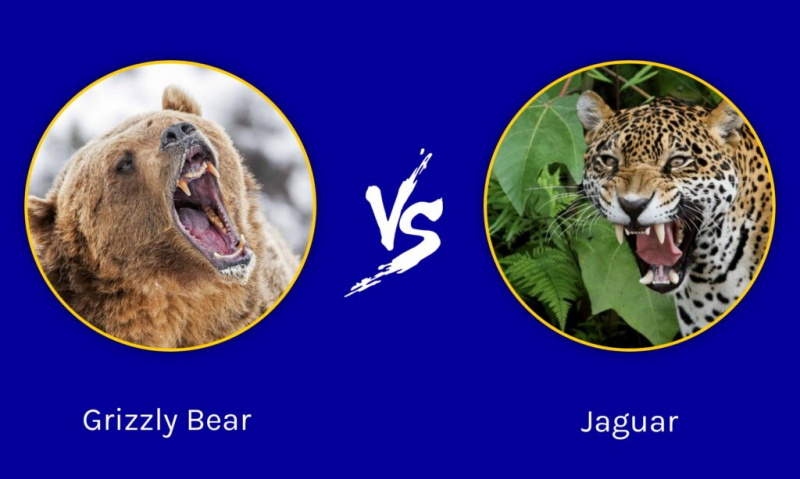 Episka strider: Grizzly Bear vs. Jaguar
