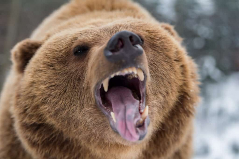   Medved grizli, ki rjovi pozimi