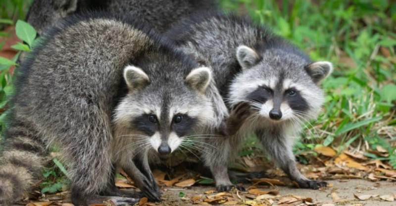   mga raccoon na naglalakad nang magkasama