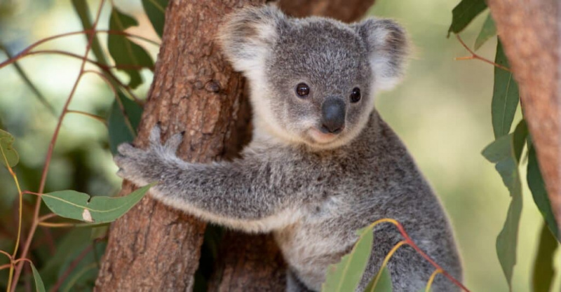   anak koala seorang diri