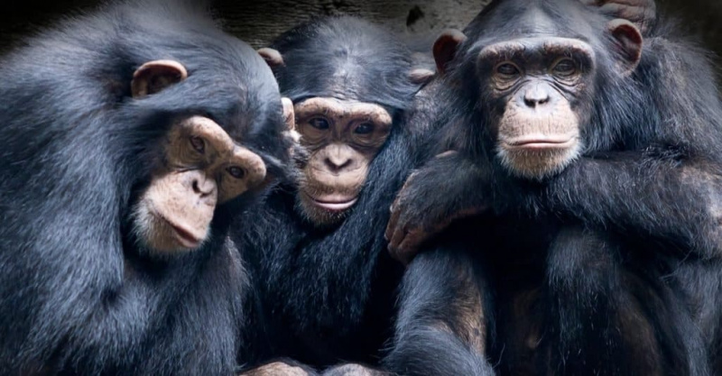   Dejstva o živalih: šimpanzi