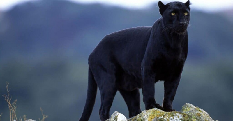   Schwarzer Panther