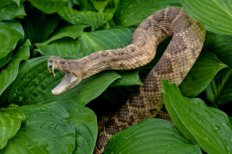   rattlesnake na nakahanda sa paghampas