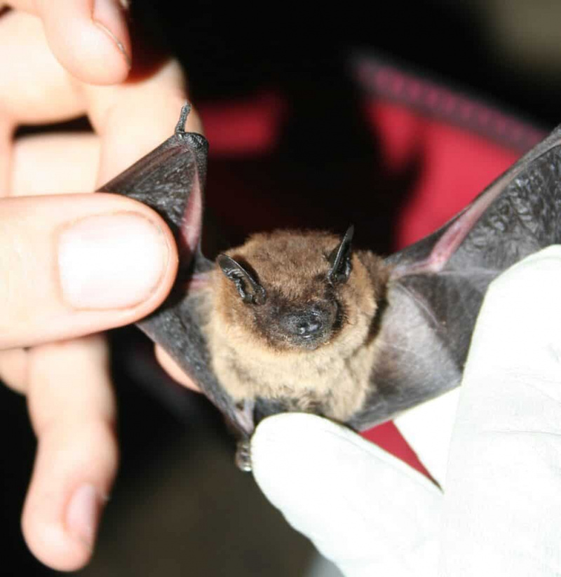   Večerni netopir, ki ga drži raziskovalec