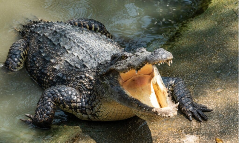   Krokodil v kotu se bori s petimi odraslimi levi