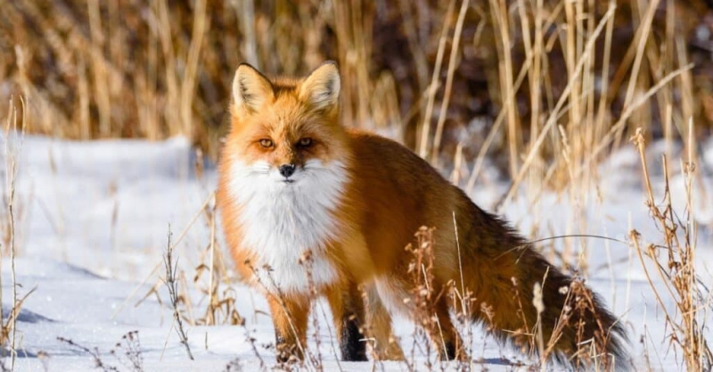   Animaux les plus vicieux