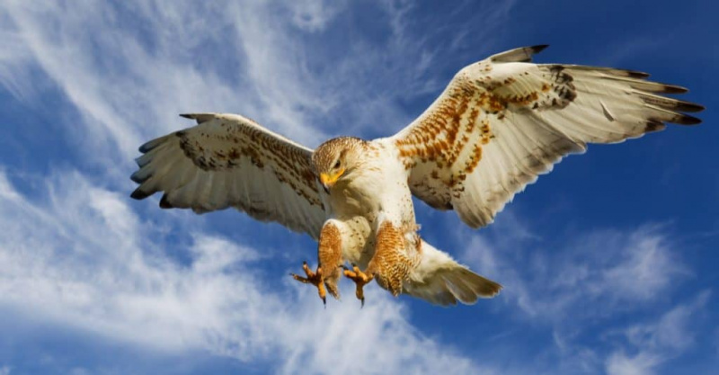   Stor Ferruginous Hawk i angrebstilstand med blå himmel.