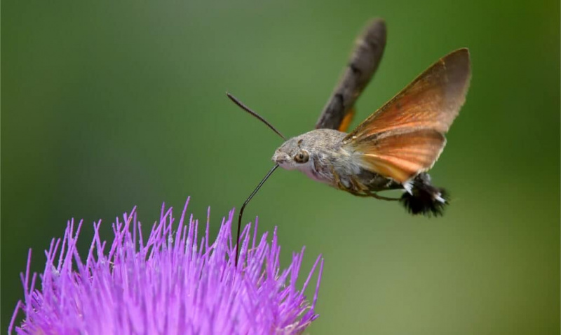  Hummingbird Hawk-Moth memberi makan dari bunga ungu dengan proboscisnya yang panjang