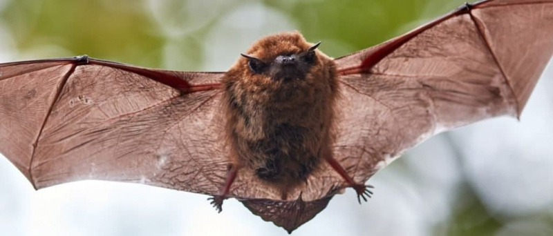   Väike pruun nahkhiir lendab metsas.