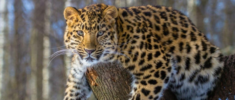   Kõige haruldasem loom - amuuri leopard
