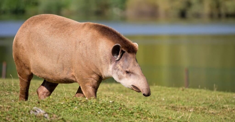  suure ninaga loomad: tapir