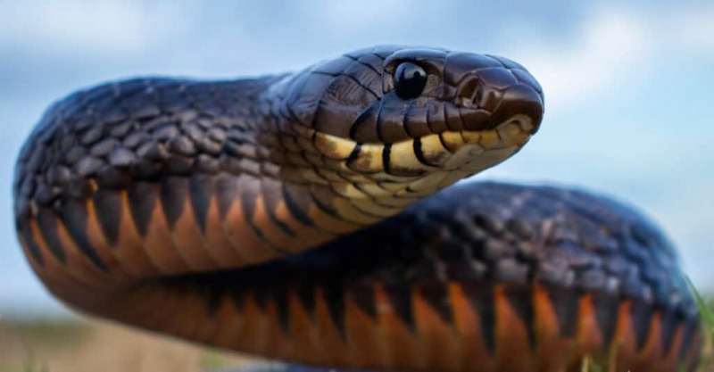   Тексашка индиго змија