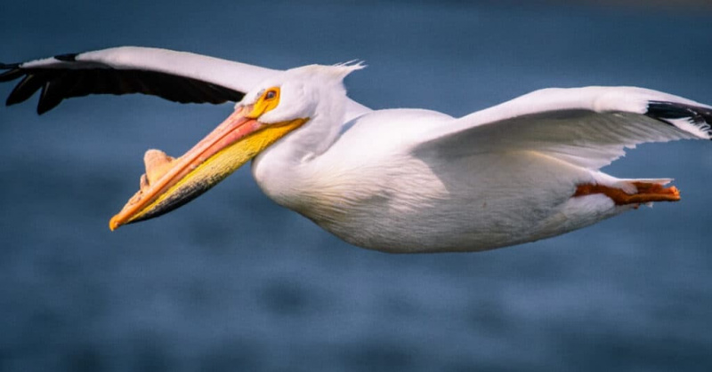   Амерички бели пеликан у Висконсину