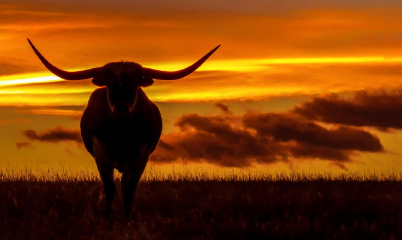   Тексашко говедо Лонгхорн