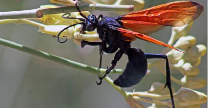   јастреб тарантула једе нектар