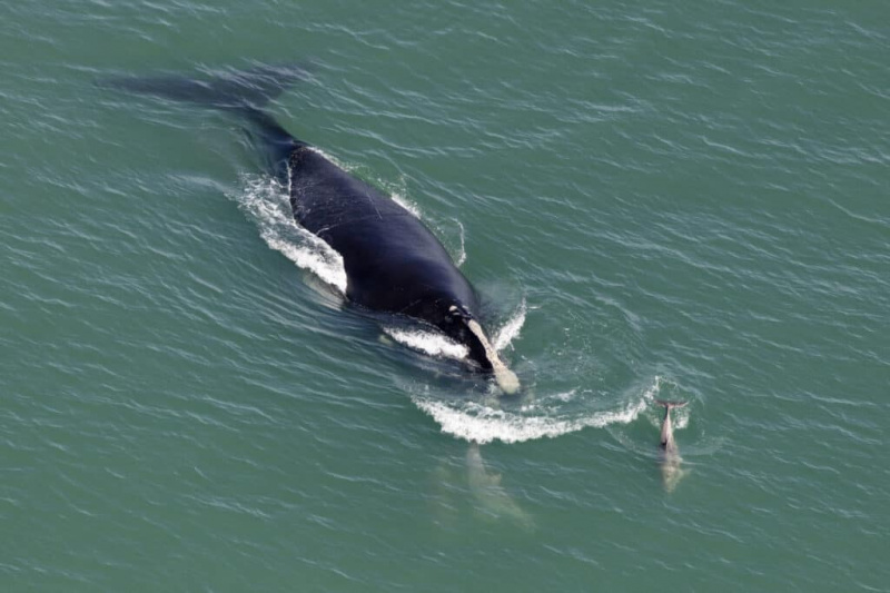   Северноатлантски десни кит плива у океану.