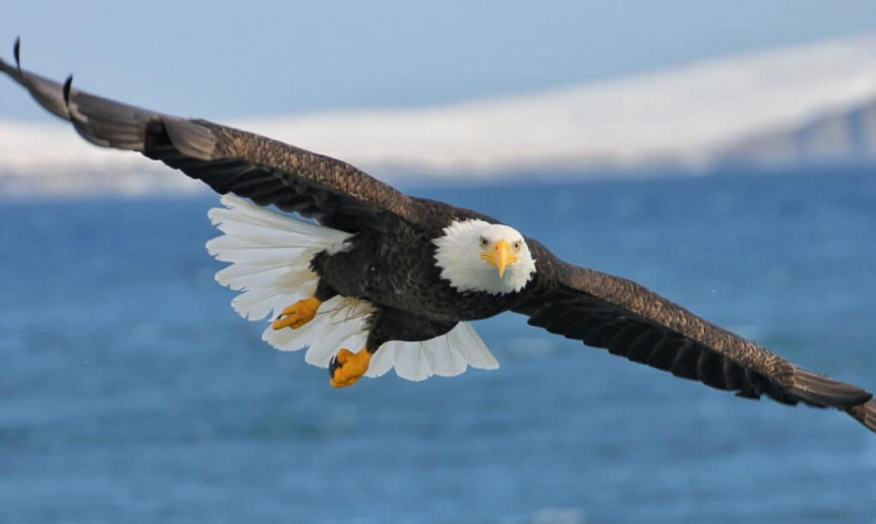   Àguila calba sobrevolant un llac.