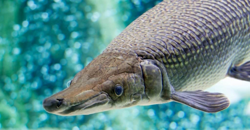   Un caiman, espàtula Atractosteus, mentre nedava en un aquari enorme