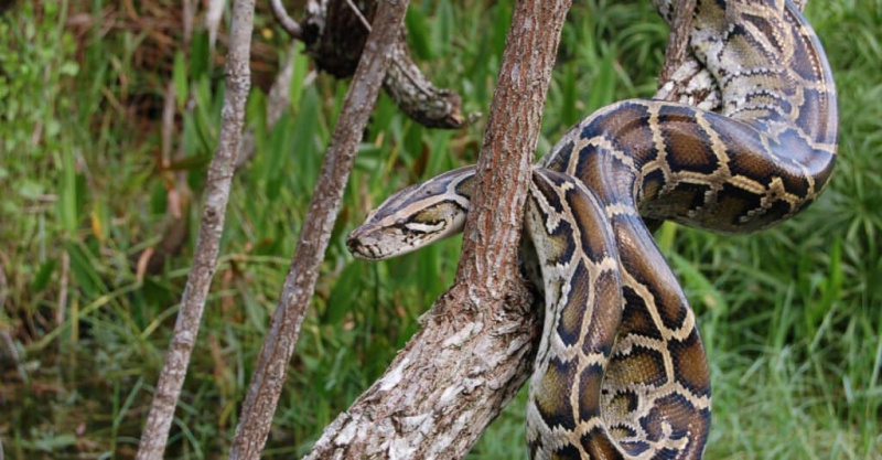   Els animals més adormits - Python