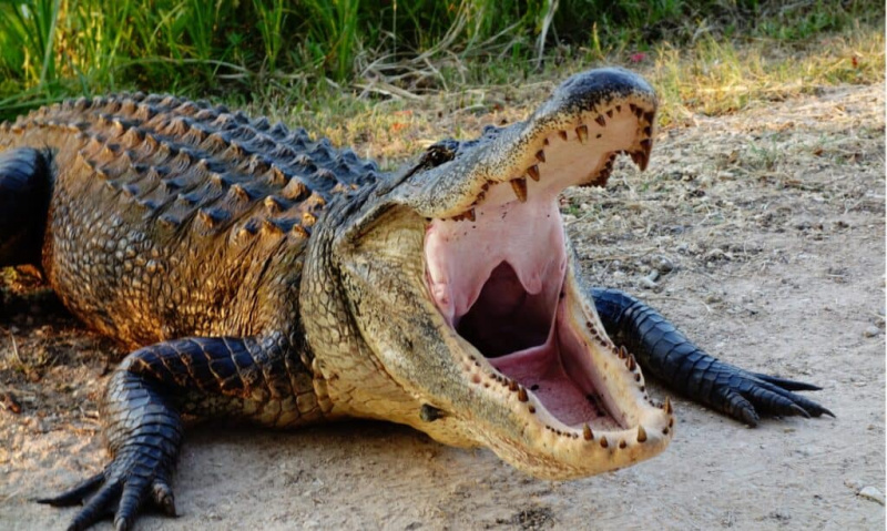   Alligaatoritel on teravad hambad ja võimas hambumus