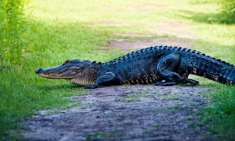   Päevitavad või magavad alligaatorid võivad rünnata, kui jõuate liiga lähedale