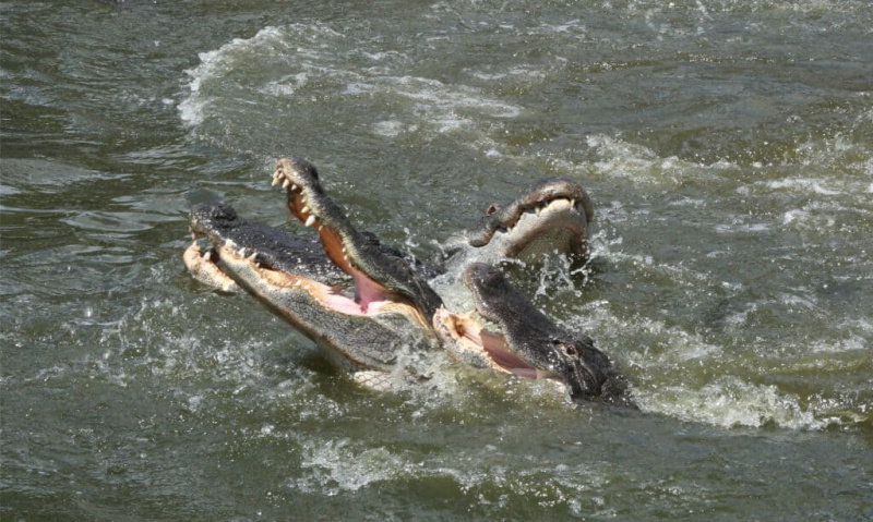   Paaritumishooajal on alligaatorid kõige aktiivsemad, agressiivsemad ja ründavad