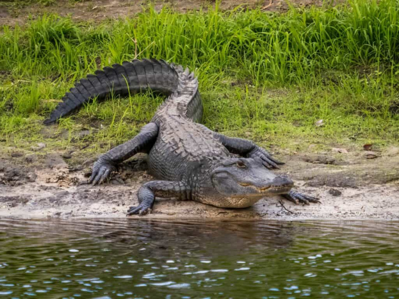   Alligaatorid varitsevad saaki sageli vee lähedal's edge