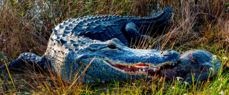 Aligatoriai Teksase: ar saugu plaukti?